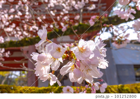 【京都風景】醍醐寺　豊臣の栄華を極めた花見桜 101252800
