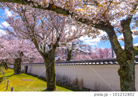 【京都風景】醍醐寺 豊臣の栄華を極めた花見桜 【京都風景】醍醐寺 豊臣の栄華を極めた花見桜 101252802