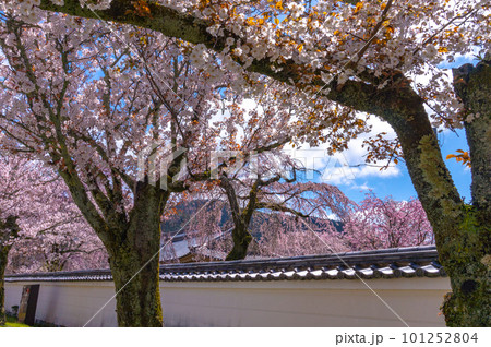 【京都風景】醍醐寺　豊臣の栄華を極めた花見桜 101252804
