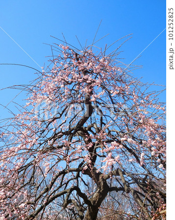 梅　花梅　藤牡丹枝垂　　薄いピンクの八重咲きの花 101252825