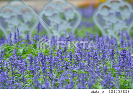 ブルーサルビアの花 101252833