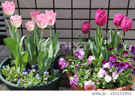 玄関前のチューリップの寄せ植え 玄関前のチューリップの寄せ植え 101252852