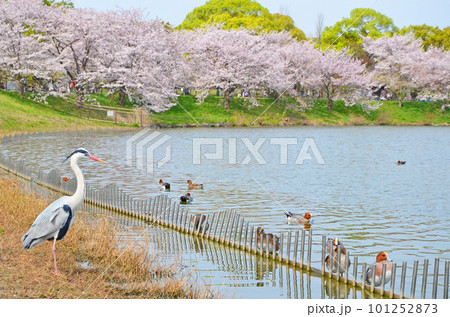 池の畔に佇むアオサギと満開の桜（大阪・鶴見緑地公園） 101252873