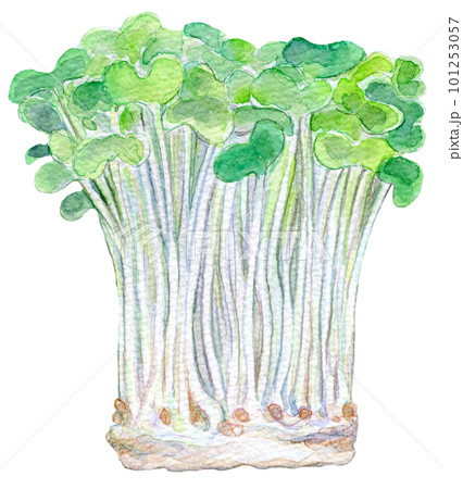カイワレ大根 スプラウト 水彩イラスト カイワレ大根 スプラウト 水彩イラスト 101253057