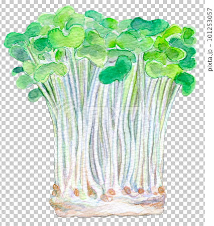 カイワレ大根 スプラウト 水彩イラスト カイワレ大根 スプラウト 水彩イラスト 101253057