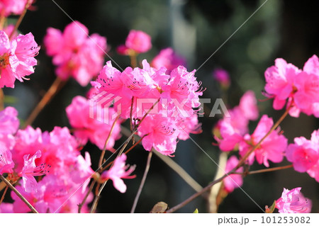 満開の玄海躑躅（ゲンカイツツジ） 101253082