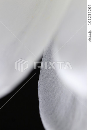 黒い背景に月下美人の真っ白な花びらをマクロレンズを使って接写撮影。 101253206