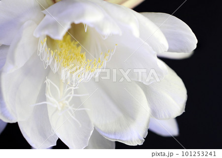夏の夜、一度だけ咲く妖艶な月下美人の白い花。魅惑的な芳香を放つ満開の状態をマクロ接写撮影。 夏の夜、一度だけ咲く妖艶な月下美人の白い花。魅惑的な芳香を放つ満開の状態をマクロ接写撮影。 101253241