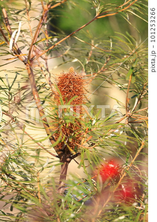 バンクシアの花 101253266