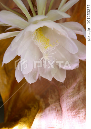 月下美人の白い花。ピンクとゴールドのシルク生地を背景にライトアップして撮った幻想的なマクロ接写撮影。 101253275