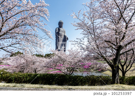 桜の彩りに包まれている春の牛久大仏【茨城県牛久市】 101253397