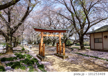 桜咲く鳥居のある東蕗田天満社の参道【茨城県八千代町】 桜咲く鳥居のある東蕗田天満社の参道【茨城県八千代町】 101253409