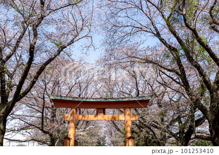 桜咲く鳥居のある東蕗田天満社の参道【茨城県八千代町】 101253410