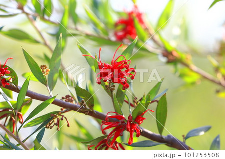 グレヴィレアの花 （紅花羽衣の松） の写真素材 [101253508] - PIXTA