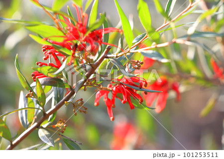 グレヴィレアの花 （紅花羽衣の松） の写真素材 [101253511] - PIXTA