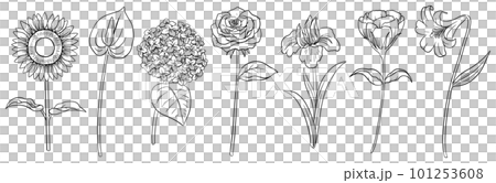 Line drawing summer flower set vector material 101253608