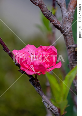 赤い桃の花 赤い桃の花 101253664