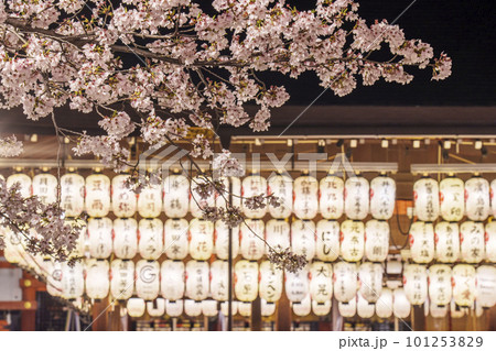 ライトアップされた夜の八坂神社　舞殿　満開の夜桜 101253829
