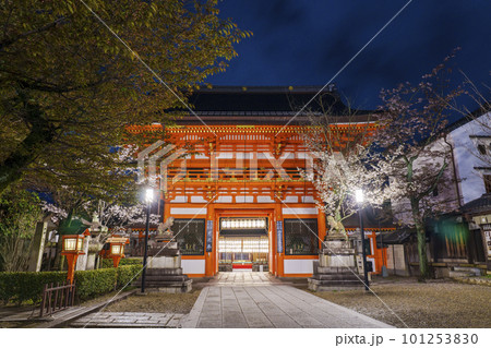 満開の桜とライトアップされた夜の八坂神社 南楼門 101253830