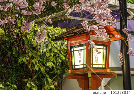 八坂神社境内 夜桜と木燈籠 八坂神社境内 夜桜と木燈籠 101253834