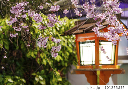 八坂神社境内　夜桜と木燈籠 101253835
