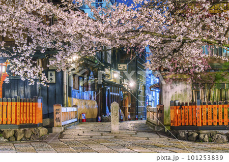 京都　祇園白川　巽橋の満開の桜 101253839