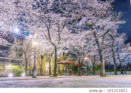 京都　祇園白川　赤い傘の日除け　満開の夜桜 101253851