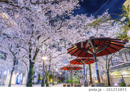 京都　祇園白川　赤い傘の日除け　満開の夜桜 101253855
