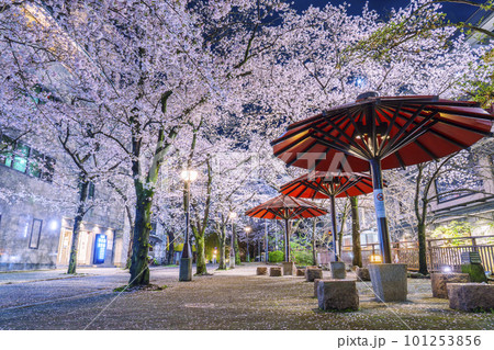 京都　祇園白川　赤い傘の日除け　満開の夜桜 101253856