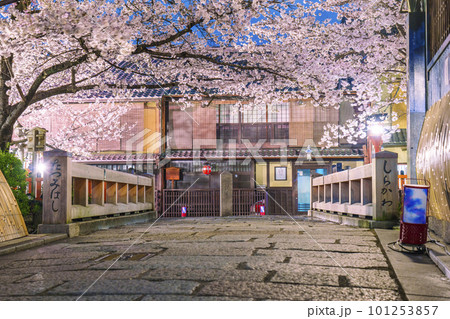 京都　祇園白川　巽橋の満開の桜 101253857