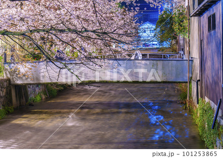 京都　祇園白川　白川北通（なすありの径）　満開の夜桜 101253865