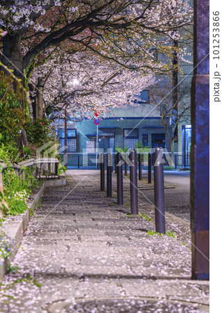 京都　祇園白川　白川北通（なすありの径）　満開の夜桜 101253866