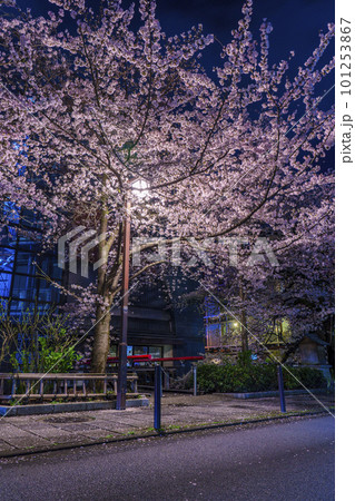 京都 祇園白川 白川北通(なすありの径) 満開の夜桜 京都 祇園白川 白川北通(なすありの径) 満開の夜桜 101253867