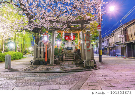 京都 祇園白川 辰巳大明神 満開の夜桜 京都 祇園白川 辰巳大明神 満開の夜桜 101253872