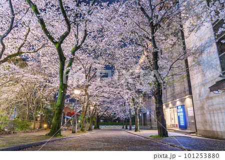 京都 祇園白川 赤い傘の日除け 満開の夜桜 京都 祇園白川 赤い傘の日除け 満開の夜桜 101253880