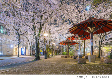 京都　祇園白川　赤い傘の日除け　満開の夜桜 101253883
