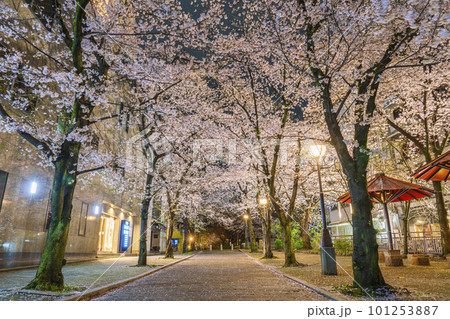 京都 祇園白川 赤い傘の日除け 満開の夜桜 京都 祇園白川 赤い傘の日除け 満開の夜桜 101253887