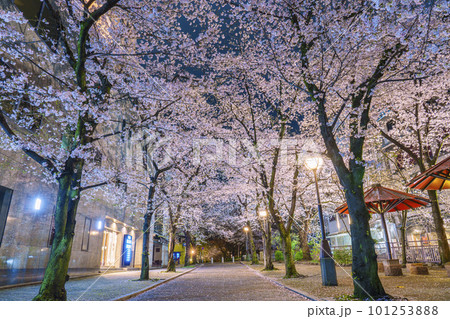 京都　祇園白川　赤い傘の日除け　満開の夜桜 101253888