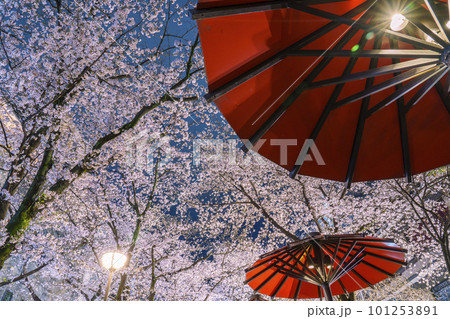 京都　祇園白川　赤い傘の日除け　満開の夜桜 101253891