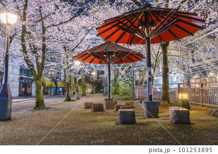 京都 祇園白川 赤い傘の日除け 満開の夜桜 京都 祇園白川 赤い傘の日除け 満開の夜桜 101253895
