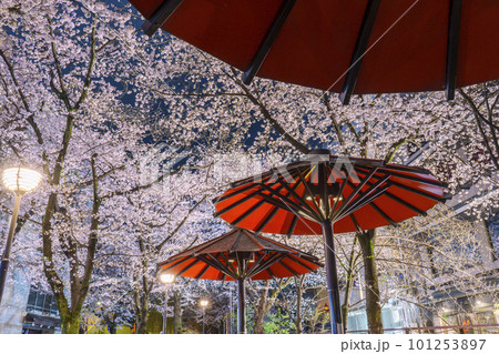 京都　祇園白川　赤い傘の日除け　満開の夜桜 101253897