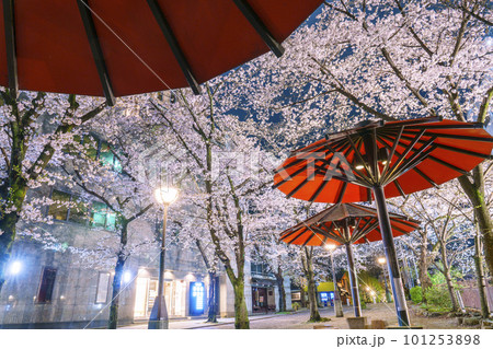 京都　祇園白川　赤い傘の日除け　満開の夜桜 101253898