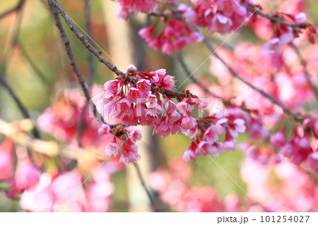 満開の寒緋桜(カンヒザクラ) 満開の寒緋桜(カンヒザクラ) 101254027