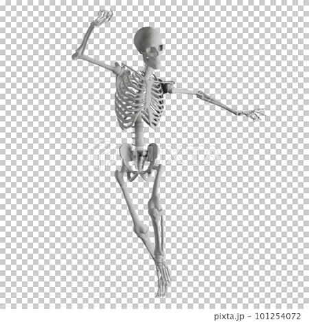 Human skeleton posing 101254072