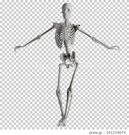 ポーズをとる人体の骸骨さん 101254074