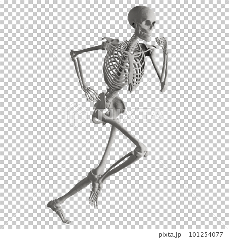 Human skeleton posing Human skeleton posing 101254077
