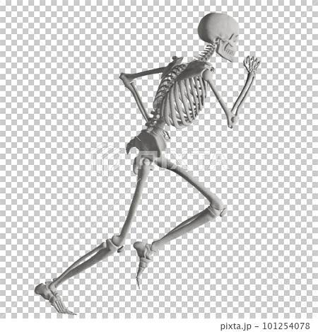 ポーズをとる人体の骸骨さん 101254078