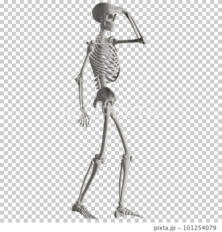 ポーズをとる人体の骸骨さん ポーズをとる人体の骸骨さん 101254079