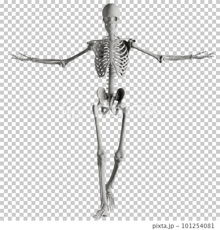 ポーズをとる人体の骸骨さん ポーズをとる人体の骸骨さん 101254081