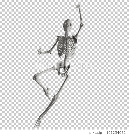 ポーズをとる人体の骸骨さん ポーズをとる人体の骸骨さん 101254082